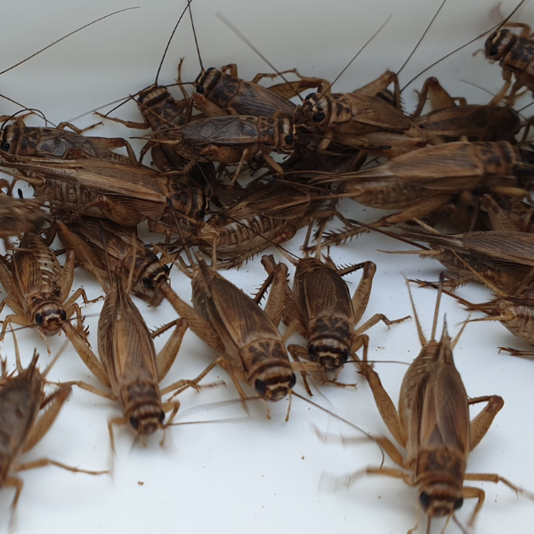 Large Live Crickets (~2.5cm) - Bugs Alive QLD