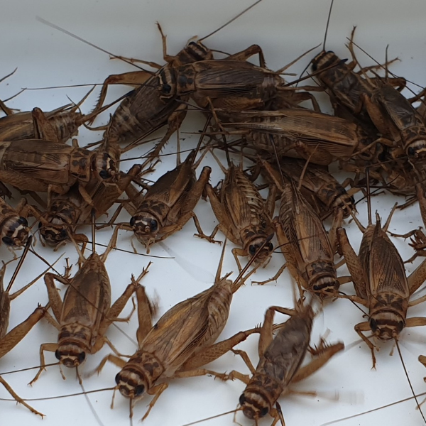 Medium Live Crickets (10 – 20mm) - Bugs Alive QLD