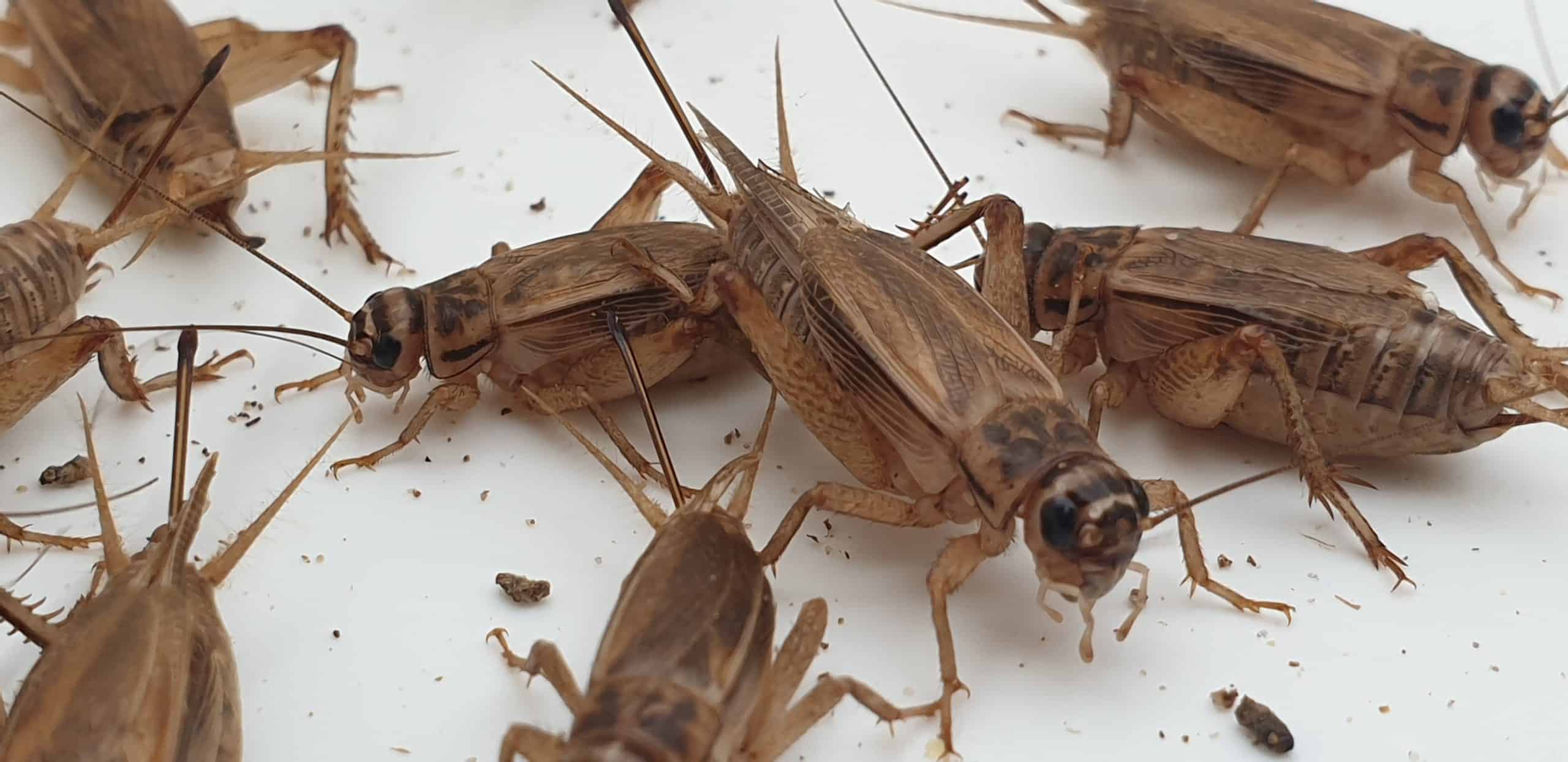 Frozen Crickets For Sale | Buy Frozen Crickets Queensland