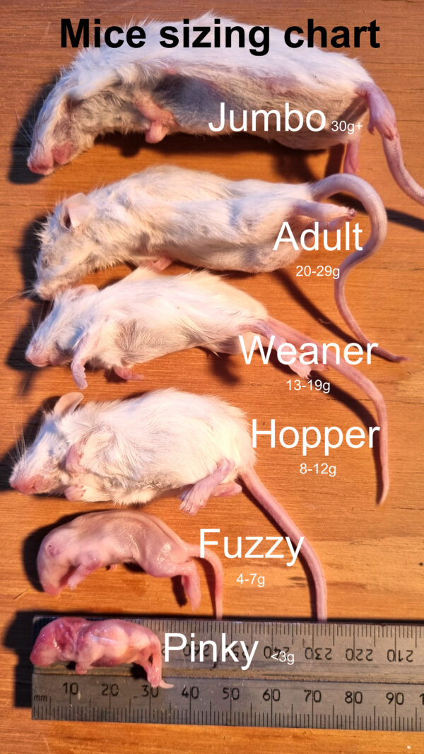 Mice sizing chart